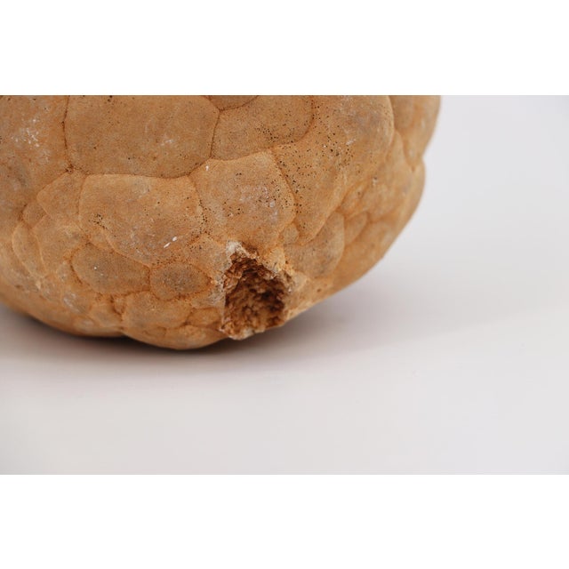 15th Century & Earlier Cerebroid Silex, Middle Jurassic, Iberian Peninsula For Sale - Image 5 of 16