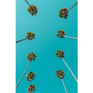 "Look Up" Contemporary Trees and Sky Color Photograph by Korbin Bielski For Sale