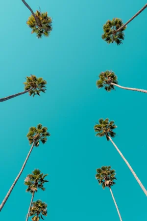 "Look Up" Contemporary Trees and Sky Color Photograph by Korbin Bielski