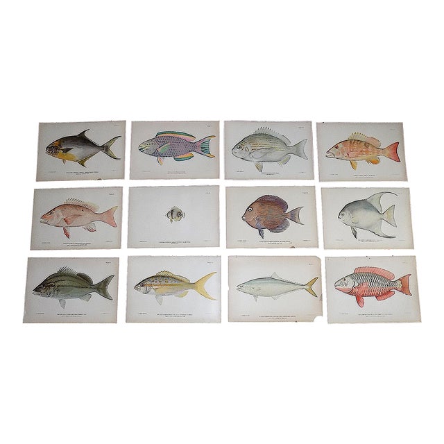 Authentic Antique 19th Century Tropical Fish Lithographs - Set of 12 For Sale