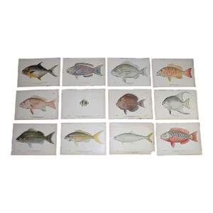 Authentic Antique 19th Century Tropical Fish Lithographs - Set of 12