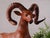 Mid-Century Modern Mid 20th Century Ram Leather Sculpture For Sale - Image 3 of 6
