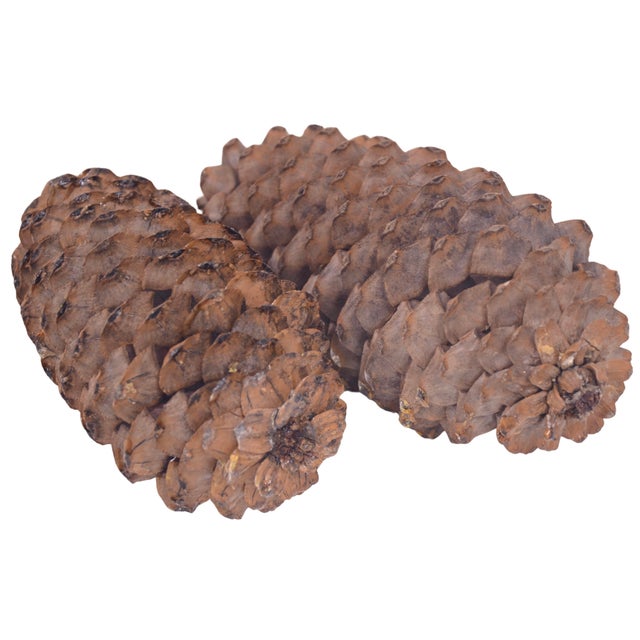 Huge 14" Natural Pine Cones For Sale In Chicago - Image 6 of 6