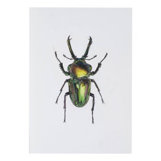 Juris Utans, Green Claw Beetle, 2021, Mixed Media on Paper For Sale