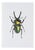 Juris Utans, Green Claw Beetle, 2021, Mixed Media on Paper For Sale
