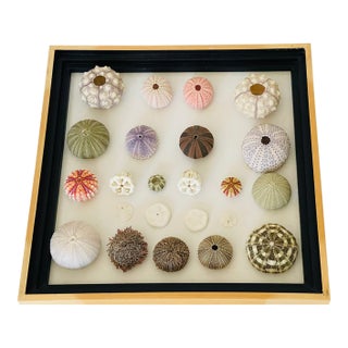 1970s Natures Beauty Sea Shell Collection For Sale