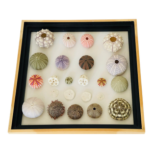 1970s Natures Beauty Sea Shell Collection