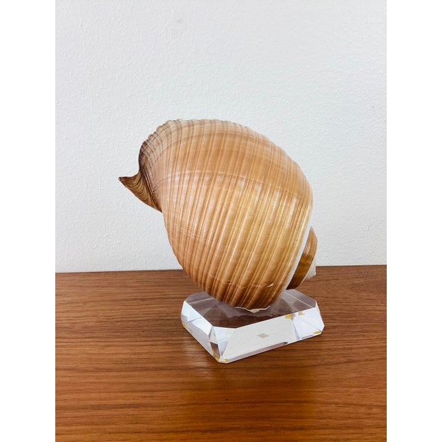 Contemporary Vintage Brown & White Sea Snail Sea Shell on Lucite Base For Sale - Image 3 of 6