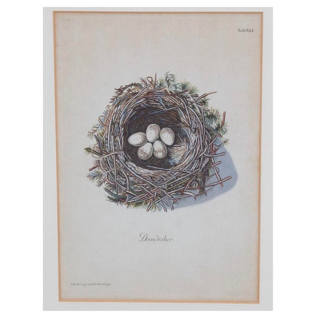 French Set of 8 Antique 18th & 19th C Oological Engraving Prints of Eggs & Nests For Sale - Image 3 of 11