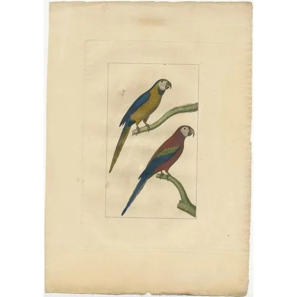Untitled bird print of parrots. Source unknown, to be determined. Published circa 1860.