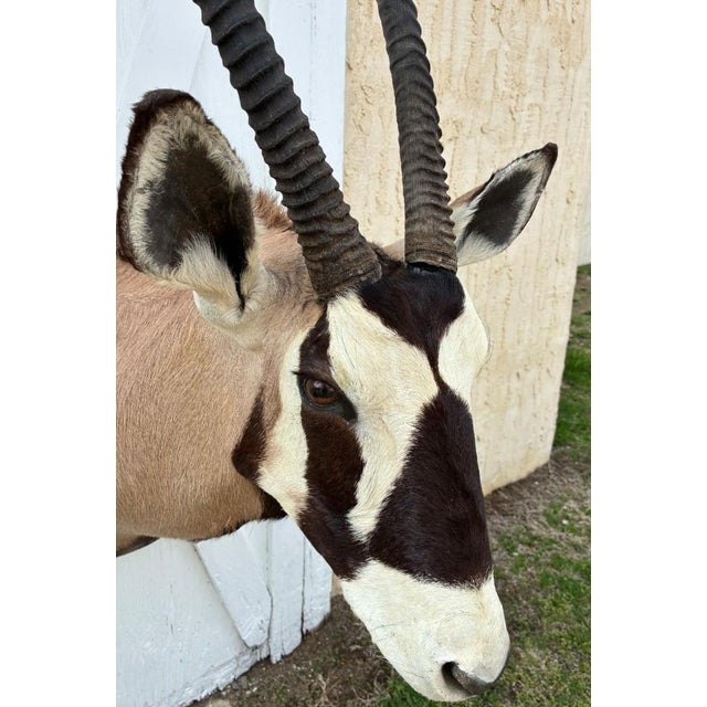 African Huge African Gemsbok Oryx Antelope Shoulder Mount Taxidermy South Africa For Sale - Image 3 of 17
