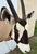 African Huge African Gemsbok Oryx Antelope Shoulder Mount Taxidermy South Africa For Sale - Image 3 of 17