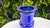Cobalt Vase by Gunnar Ander for Lindshammar Stålverk, 1950s For Sale - Image 6 of 7