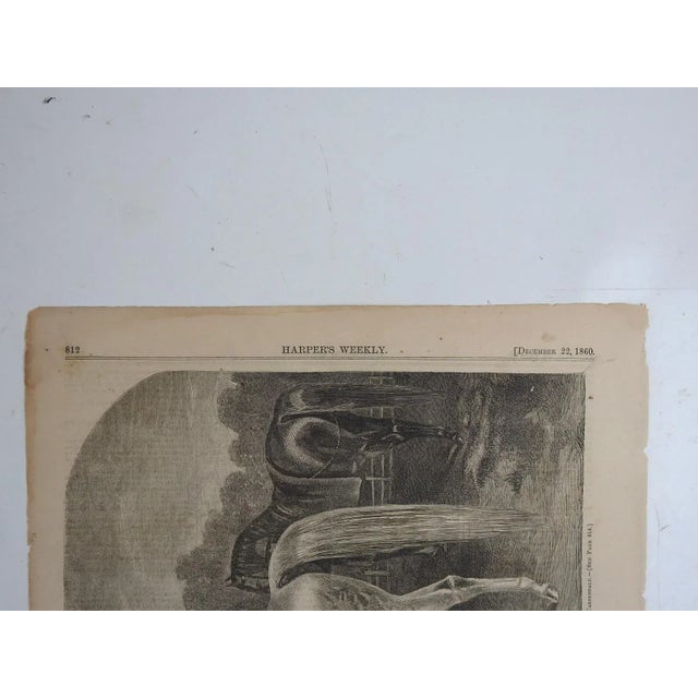 Antique December 22, 1890 engraving of Arabian stallion Calif of Cairo owned by Judge Jones by T. C. Carpendale. He was...