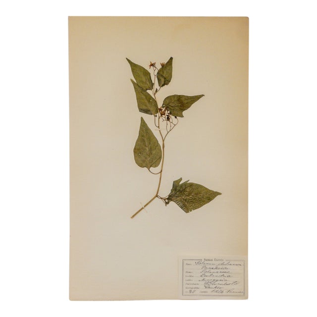 Antique Swedish Herbarium - Bittersweet, Circa 1911 For Sale