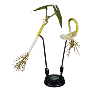 19th Century Botanic Model by Robert Brendel - Bean Seedling