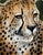 Original oil on canvas, this striking portrait highlights the cheetah's intense gaze and distinctive markings against a...