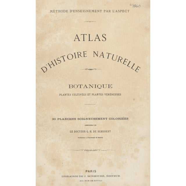 Mid 19th Century Old 1860s Matted French Chromolithograph-Vegetable Botanical-Cabbage, Carrots, Matted For Sale - Image 5 of 6