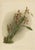 Orchid Odontoglossum Wattianum, 1888, Print For Sale - Image 10 of 10