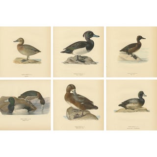 Scandinavian Duck Prints, 1929, Set of 6 For Sale