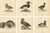 Scandinavian Duck Prints, 1929, Set of 6 For Sale