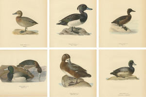 Scandinavian Duck Prints, 1929, Set of 6