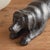 Black Playful Dog Sculpture For Sale - Image 8 of 8