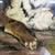 2000 - 2009 Poster with Tigers in Black Frame from Musàe Du Louvre For Sale - Image 5 of 11