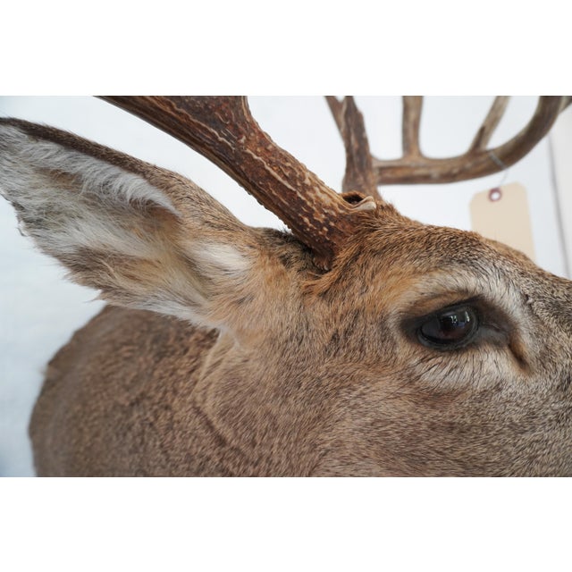 White Tail Deer Head & Shoulder Mount For Sale - Image 11 of 18