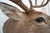 White Tail Deer Head & Shoulder Mount For Sale - Image 11 of 18