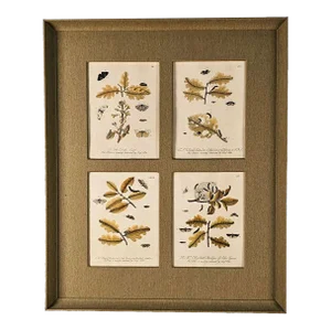 Hand-Colored Engravings of Butterflies and Caterpillars, Early 18th Century