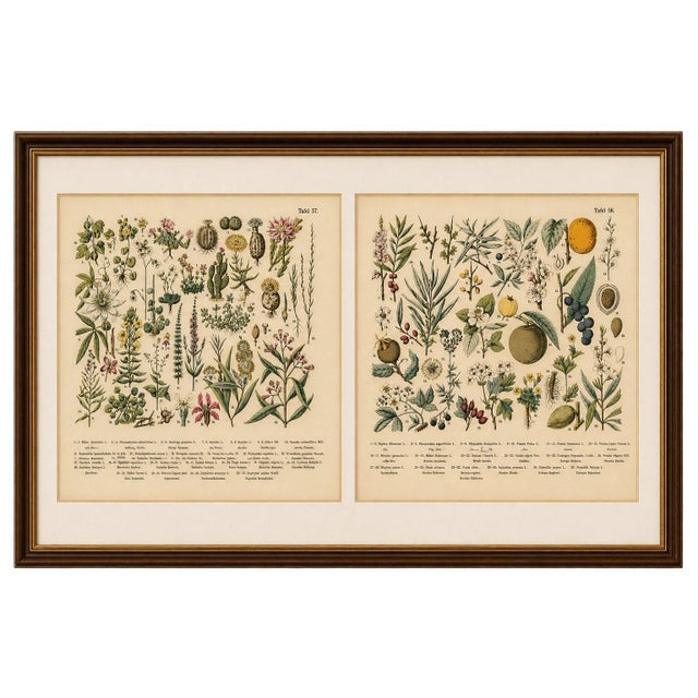M. Fünfstück, Exotic Plants & Fruit Trees, 1890s, Chromolithograph, Set of 2 For Sale - Image 9 of 9