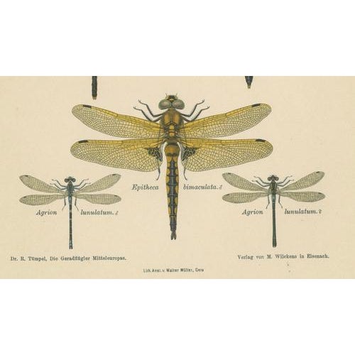 Dragonfly Lithographs from Die Geradflügel Mitteleuropas, 1908, Set of 3 For Sale - Image 12 of 13