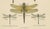 Dragonfly Lithographs from Die Geradflügel Mitteleuropas, 1908, Set of 3 For Sale - Image 12 of 13