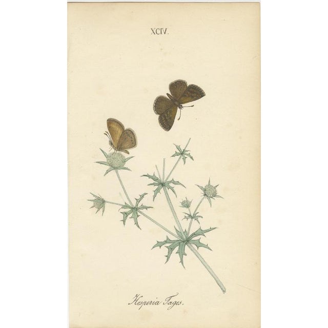 Jardine & Lizars, Cabinet-Size Butterfly, 1835, Paper Engravings, Set of 6 For Sale - Image 6 of 9