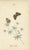 Jardine & Lizars, Cabinet-Size Butterfly, 1835, Paper Engravings, Set of 6 For Sale - Image 6 of 9