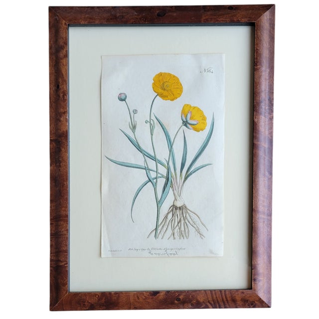 Late 18th Century Antique C1790s Hand Colored Curtis Botanical Engraving Set of Nine Yellow Floral Framed For Sale - Image 5 of 12