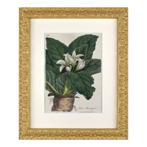 Early 19th Century English Hand Colored Floral Botanical Engraving by William Woodville