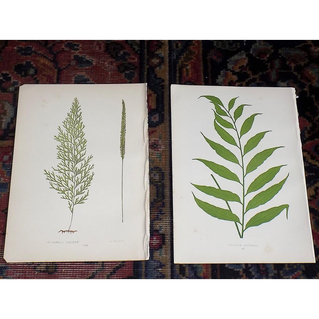 Realism Antique 19th Century Botanical Fern Wood Engravings - Set of 9 For Sale - Image 3 of 7