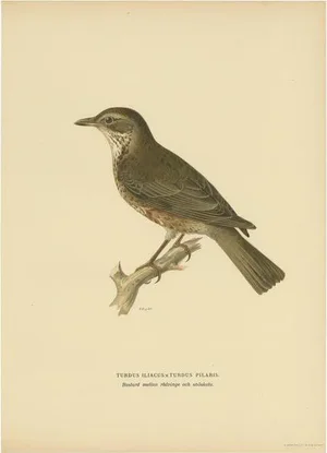Von Wright, Hybrid Fieldfare and Song Thrush, 1927, Paper