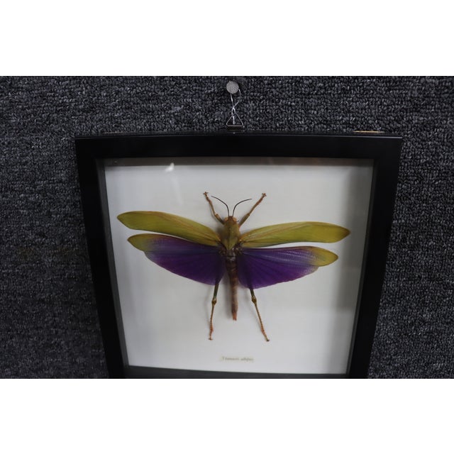 Contemporary Framed Titanacris Albipes Purple-Winged Grasshopper Shadow Box For Sale - Image 3 of 8