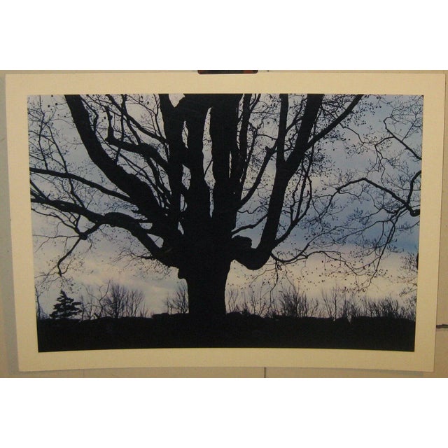 1962 Sugar Maple Photo by Daniel Farber For Sale - Image 9 of 9