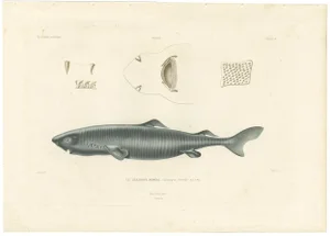 After Oudart, Greenland Shark with Anatomical Details, 1845, Print
