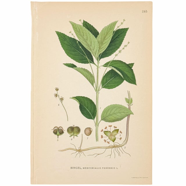 Set of 6 Antique Swedish Botanical Prints | Green Foliage Studies c.1902, Chromolithographs For Sale In Columbus - Image 6 of 8