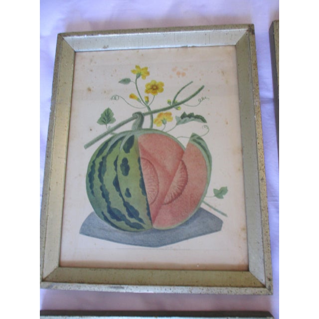 Early 19th Century Early 19th Century George Brookshaw (1751-1823) Melon Prints Reproduction - Set of 4 Framed For Sale - Image 5 of 17