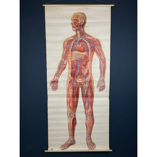 Vintage Anatomic School Poster the Blood System from Deutsches Hygiene Museum Dresden GDR (East Germany), 1976 For Sale - Image 11 of 11