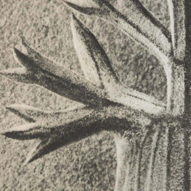 White Karl Blossfeldt, Black and White Botanical Image, 1942, Photogravure, Framed For Sale - Image 8 of 18