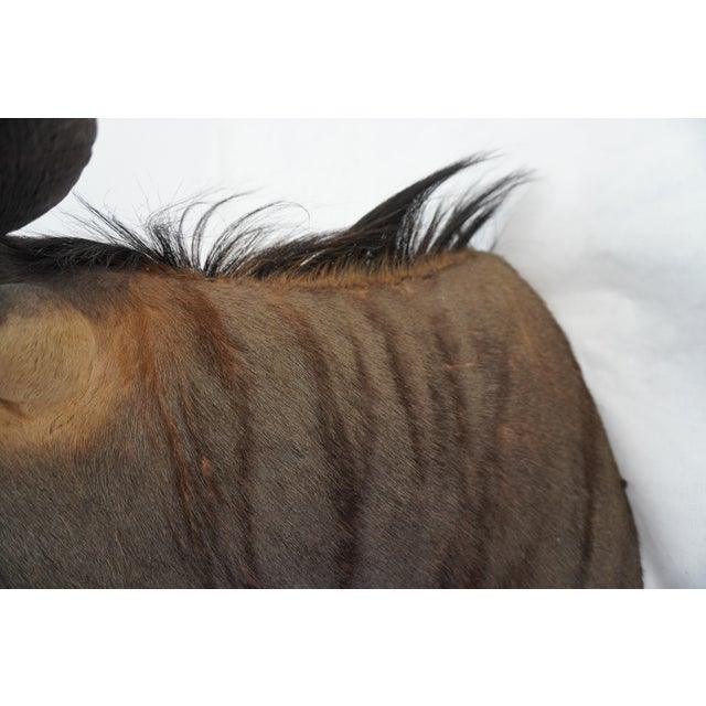 Wildebeest Mount Head Bust For Sale - Image 16 of 18