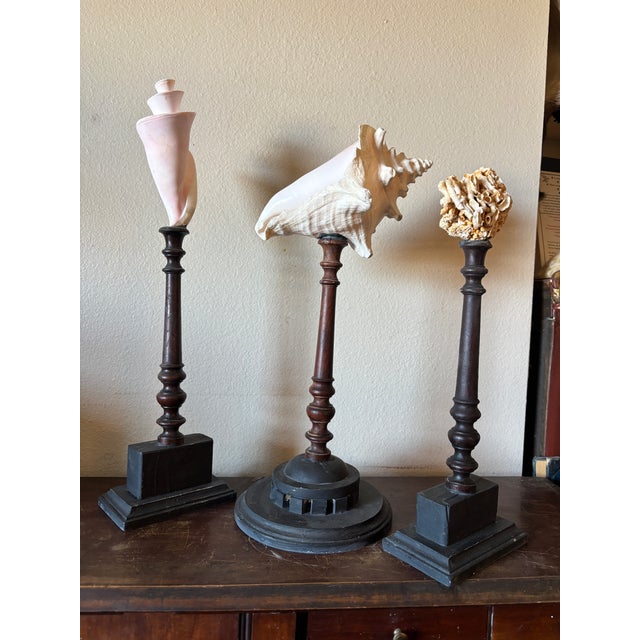 Baroque style “Curiosity Cabinet” natural study a set of three mounted seashell specimens displayed on 19th century dark...