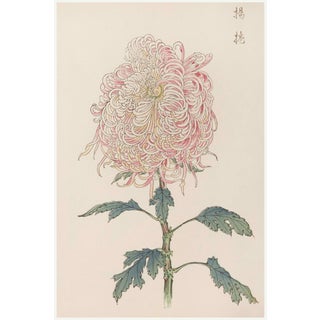 Pink Chrysanthemum, Vintage Japanese Botanical Art Print, 16" X 24" For Sale